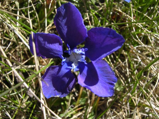 Gentiana verna e Gentiana bavarica